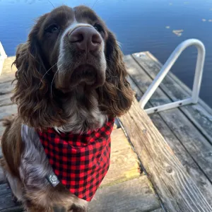 Buffalo Plaid Flannel Dog Bandana