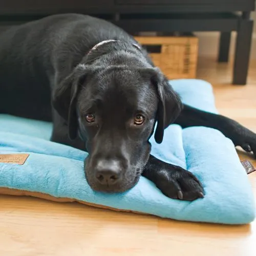 Chill Pad Dog Bed Sea Foam