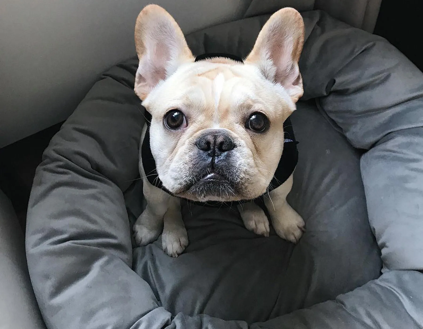 Vintage Seal Donut Bed